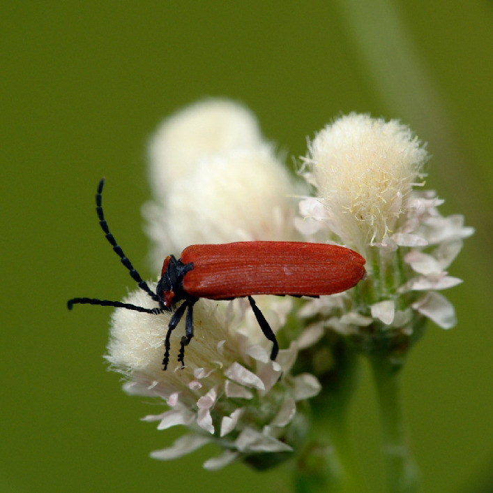 Мягкотелка, Coleoptera, Dictyoptera aurora Hbst., Мурманская обл., Порья губа, о. Горелый, Доливо-Добровольский Д.