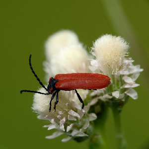 Мягкотелка, Coleoptera, Dictyoptera aurora Hbst., Мурманская обл., Порья губа, о. Горелый, Доливо-Добровольский Д.