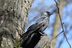 Галка, Covus monedula, Ленинградская обл., Покотилов В.