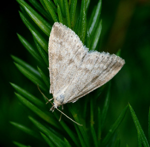 Огневка, Lepidoptera, Obsybotis fuscalis ( Den. et Schiff.), Мурманская обл., Порья губа, о. Горелый, Доливо-Добровольский Д.