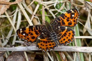 Пестрокрыльница изменчивая (весенняя форма), Lepidoptera, Araschnia levana (L.), Ленинградская обл., Покотилов В.