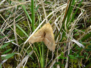Коконопряд дубовый, Lepidoptera, Lasiocampa quercus (L.), Мурманская обл., о. Великий, Панарина Н.