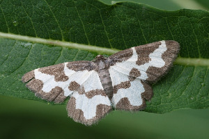 Пяденица окаймленная, Lepidoptera, Lomaspilis marginata ( L.), Ленинградская обл., Покотилов В.