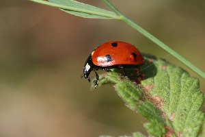 Божья коровка семиточечная, Coleoptera, Coccinella septempunctata L., Ленинградская обл., Покотилов В.