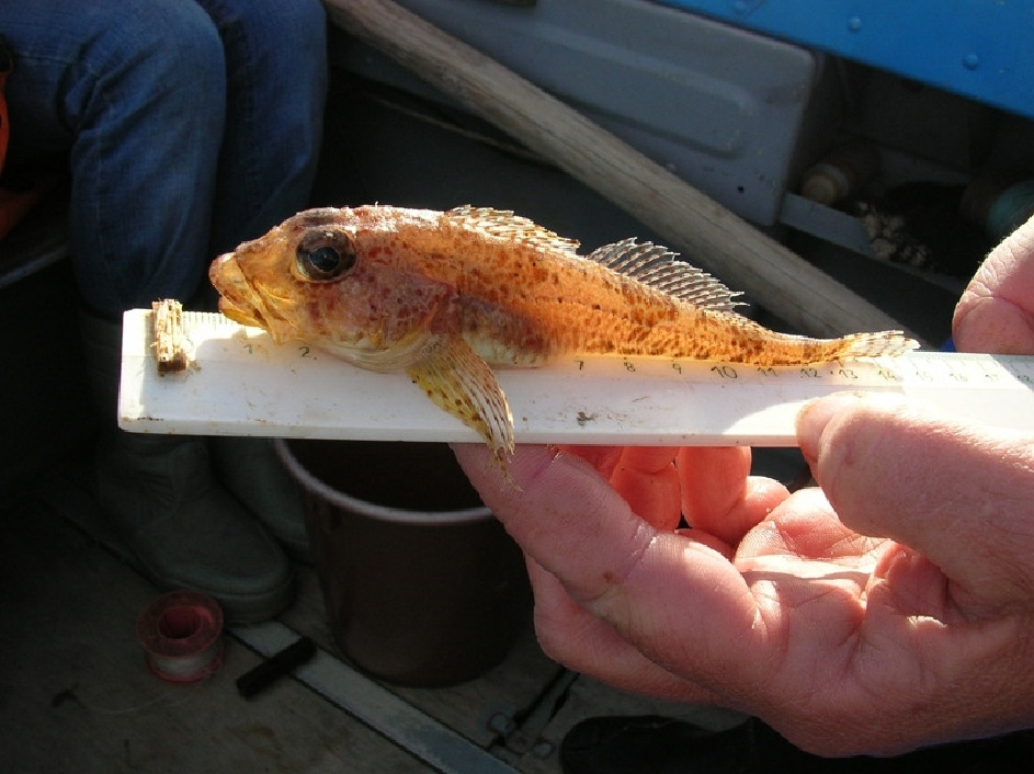 Арктический шлемоносный бычок - Gymnacanthus tricuspis Reinhardt, Горяшко А. Лувеньгский арх.