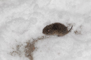 Полевка восочноевропейская - Microtus rossiaemeridionslis, Чемякин Р., Кандалакша.
