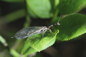 Верблюдка, Rhaphidioptera, Raphidia ophiopsis L., Ленинградская обл., Покотилов В.