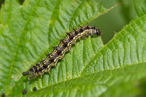 Гусеница крапивницы, Lepidoptera, Aglais urticae (L.), Ленинградская обл., Покотилов В.