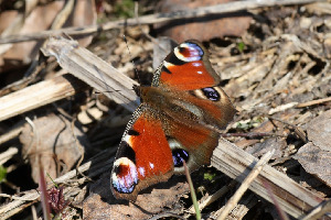 Павлиний глаз, Lepidoptera, Inachis io (L.), Ленинградская обл., Покотилов В.