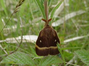 Ккоконопряд дубовый, Lepidoptera, Lasiocampa quercus (L.), Мурманская обл., Олений архипелаг, Тотонкин И.