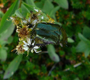 Бронзовка, Coleoptera, Potosia metallica Hbst., Мурманская обл., окр. Лувеньги, Жулай Т.