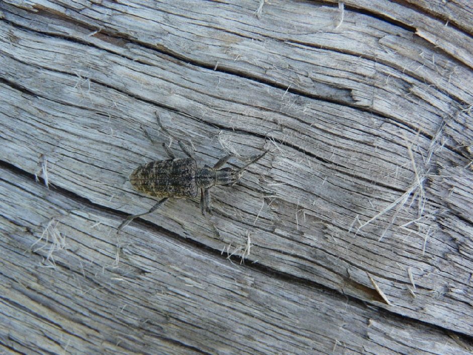 Усач-рагий, Coleoptera, Rhagium inquisitor (L.) , Мурманская обл., Северный арх., о. Лодейный, Харитонова И.