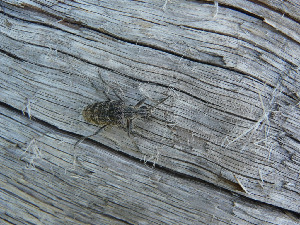 Усач-рагий, Coleoptera, Rhagium inquisitor (L.) , Мурманская обл., Северный арх., о. Лодейный, Харитонова И.