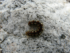 Гусеница волнянки ивовой, Lepidoptera, Leucoma salicis (L.) ,Мурманская обл., Северный архипелаг, л. Ирвасиха, Харитонова И.
