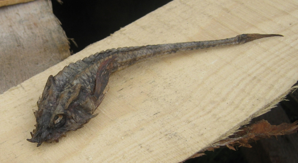 Лисичка, Воронина Е., пос. Лесозаводский