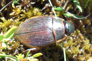 Плаавунец широкий, Coleoptera, Dytiscus latissimus L., Мурманская обл., Блинова И.