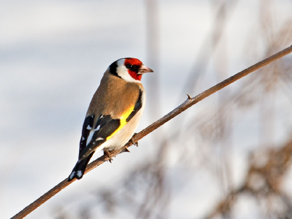 Щегол черноголовый, Carduelis carduelis, Ленинградская обл., Покотилов В.