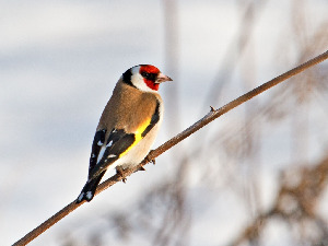 Щегол черноголовый, Carduelis carduelis, Ленинградская обл., Покотилов В.