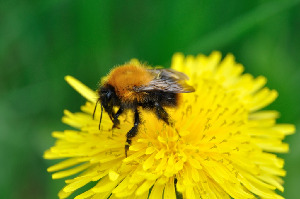 Шмель полевой, Hymenoptera, Bombus agrorum (F.), Мурманская обл., окр. Лувеньги, Быков Ю.