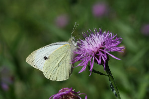 Репница, Lepidoptera, Pieris rapae ( L.), Ленинградская обл., Покотилов В.