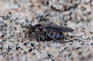 Зеленушка, Diptera, Dolichopodidae Мурманская обл., Порья губа, о. Горелый, Доливо-Добровольский Д.
