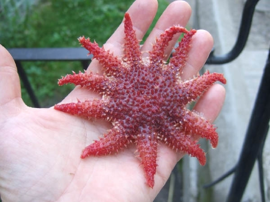 Морская звезда, Crossaster papposus, Карелия, ББС, МГУ, Краснова Е.