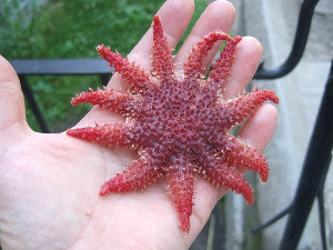 Морская звезда, Crossaster papposus, Карелия, ББС, МГУ, Краснова Е.
