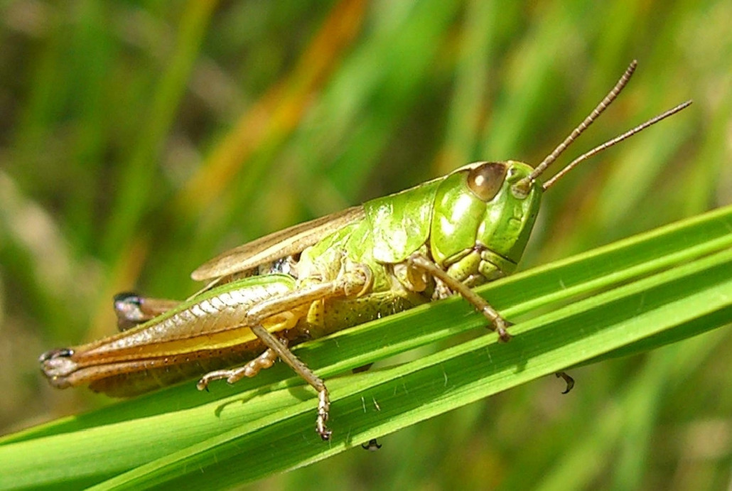 Кобылка, Orthoptera, Мурманская обл., Блинова И.
