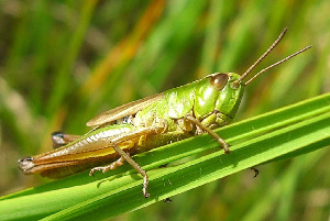 Кобылка, Orthoptera, Мурманская обл., Блинова И.
