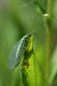 Златоглазка, Neuroptera, Chrysopa perla L., Ленинградская обл., Покотилов В.