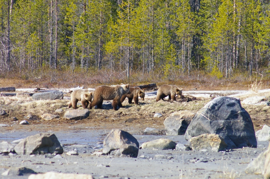 Медведь бурый - Ursus arctos, Вощиков В., Северный арх.