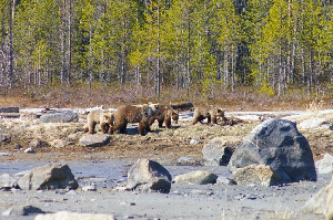 Медведь бурый - Ursus arctos, Вощиков В., Северный арх.