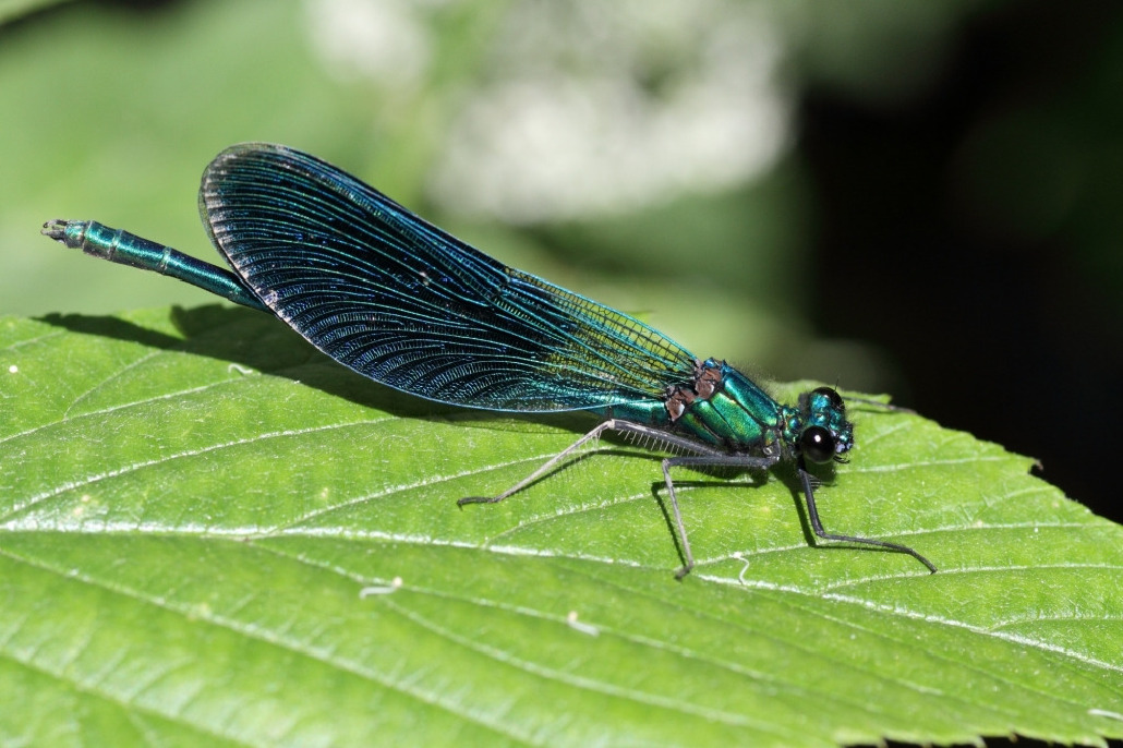 Красотка-девушка, Odonata, Calopterix virgo (L.), Ленинградская обл., Покотилов В.