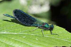 Красотка-девушка, Odonata, Calopterix virgo (L.), Ленинградская обл., Покотилов В.