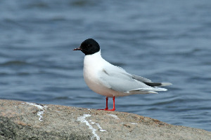 Чайка малая, Larus minutus, Ленинградская обл., Покотилов В.