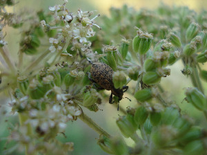 Долгоносик, Coleoptera, Phytonomus sp. (rumicis (L.), Мурманская обл., окр. Кандалакши, район р. Канды, Юрченко С.