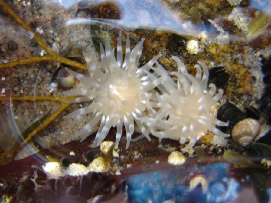 Актиния, Aulactinia stella (Verrill), Мурманская обл. о.Великий, Панарина Н.