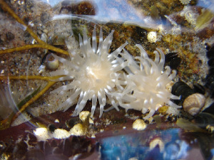 Актиния, Aulactinia stella (Verrill), Мурманская обл. о.Великий, Панарина Н.