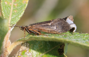 Ручейник, Trichoptera, Мурманская обл., Лапландский заповедник.