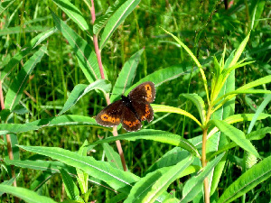 Чернушка Лигея, Lepidoptera, Erebia ligea (L.), Мурманская обл., окр. Кандалакши, район р. Канды, Юрченко С.