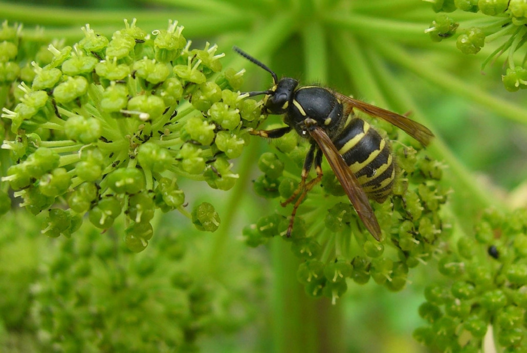 Оса, Hymenoptera, Paravespula vulgaris L., Мурманская обл., Блинова И.