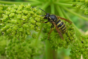 Оса, Hymenoptera, Paravespula vulgaris L., Мурманская обл., Блинова И.