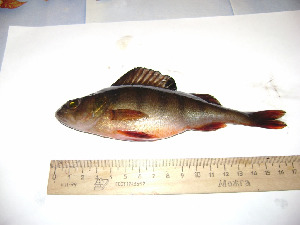 Окунь - Perca fluviatilis L., Юрченко С., Терский р-н.