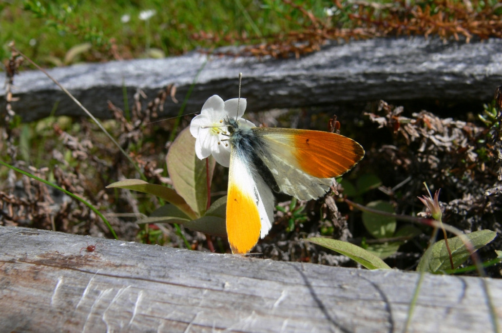 Зорька, Lepidoptera, Anthocharis cardamines (L.), Мурманская обл., Олений архипелаг, Кожин М.