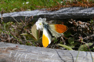 Зорька, Lepidoptera, Anthocharis cardamines (L.), Мурманская обл., Олений архипелаг, Кожин М.