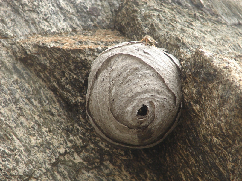 Осинное гнездо, Hymenoptera, Dolychovespula sp., Мурманская обл., о. Великий, Ёлкина М.