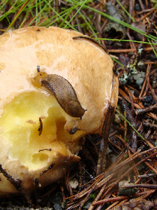 Слизень, Mollusca, Мурманская обл., Лувеньга. Грязнова Е.
