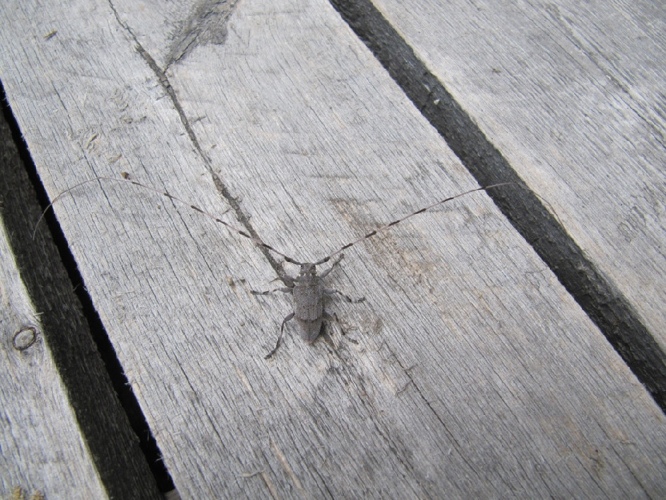Усач, Coleoptera, Acanthocinus aedilis (L.), Мурманская обл., Северный архипелаг, Вощиков В.