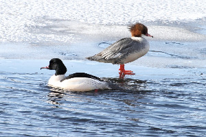 Крохаль большой, Mergus merganser, Ленинградская обл., Покотилов В.