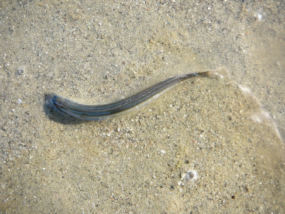 Песчанка- Ammodytes hexapterus marinus Raitt, Жулай Т., окр. Лувеньги